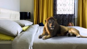 Софи и папа устроили дома зоопарк  Дикие животные в доме! Спасайся кто может!