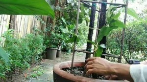 How to propagate syngonium emerald green | paano magparami ng syngonium podophyllum