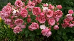 РОЗОВЫЕ РОЗЫ / Leonardo da Vinci / Pomponella /сравнение Kordes и MEILLAND / Pink Roses