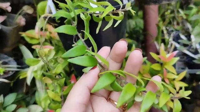 Puthusseriyil Green concept ചെടികളെ ഇനിമുതൽ നിങ്ങൾക്ക് പരിചയപെടുത്താം...... смотреть онлайн