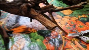 Коряга, декор в аквариум. Подготовка коряги для погружения в аквариум. Вываривание.