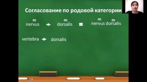 согласование прилагательного с существительным