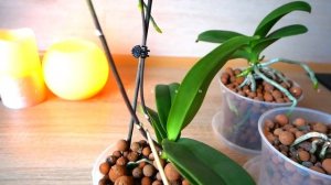 Рост Корней и Цветоносов Мини Орхидей. Как добиться цветения Орхидей