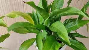 Красивый Куст Спатифиллума, как Вырастить