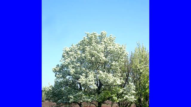 Громки