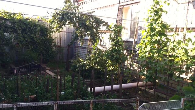 #Pigeons.Окислители для голубей. смотреть онлайн