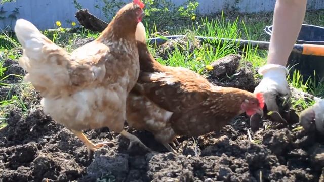 КУРЫ-НЕСУШКИ, как еще можно использовать КУР смотреть онлайн