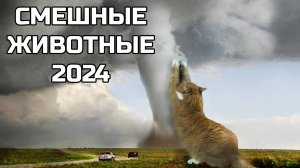 Смешные животные 2024 - попробуй не засмеяться! (№44) котики, собаки