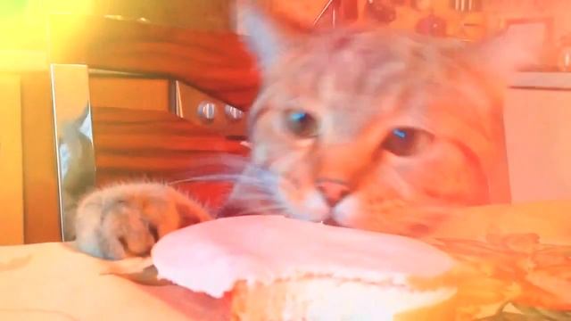 Кот украл колбасу смотреть онлайн