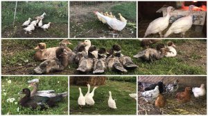 Сколько всего у меня птицы?? Мускусные утки / Гуси / Индюки / Куры/ Конкурс в конце видео