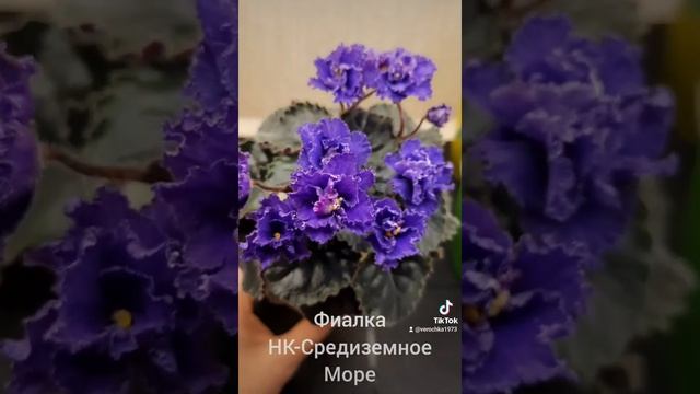 Фиалка НК-Средиземное Море смотреть онлайн