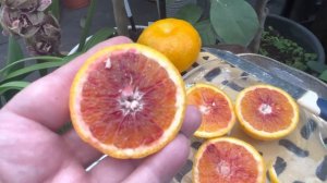 Апельсин Тарокко Россо 🍊 C.sinensis Tarocco Rosso в теплице Киевской обл