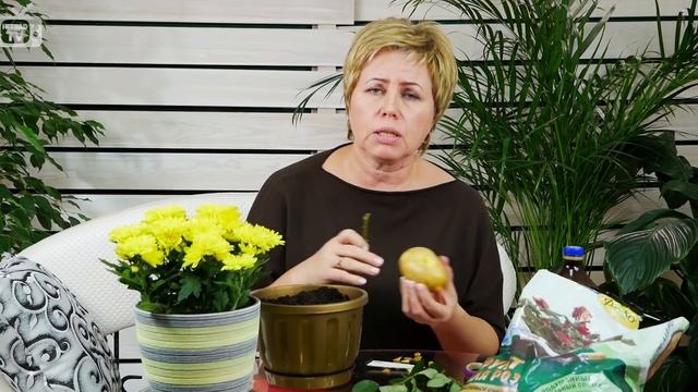 Розы в картошке ? Как вырастить в домашних условиях? ? Лайфхаки от hitsadTV