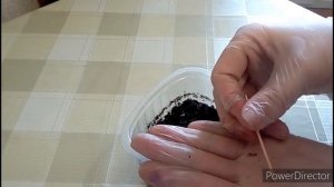Посадка малины из семян Часть 2