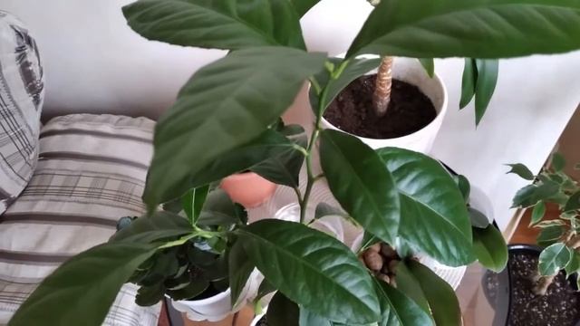 Полив комнатных растений зимой.