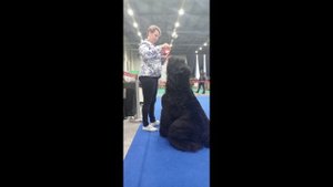 Норд Прайд Василевс Казань