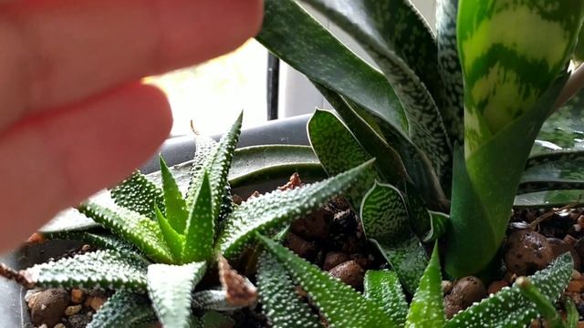 ЦВЕТЕНИЕ СУКУЛЕНТОВ ГАСТЕРИИ И МАММИЛЯРИИ смотреть онлайн