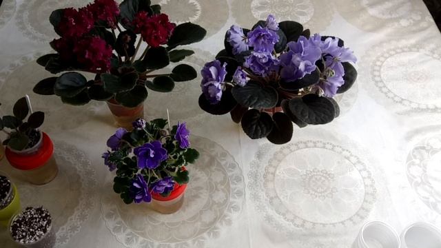 Почему сильно замокает грунт на фитильном поливе? Важные факторы фитильного полива!!! смотреть онлайн