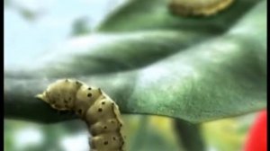 Проклэйм – беспощаден к вредителям, деликатен с энтомофагами