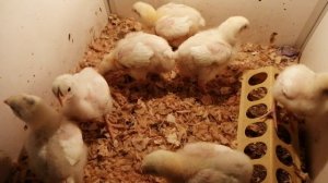 Выращивание бройлеров с 5 по 10 сутки