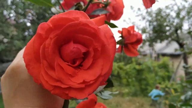 Троянда Саліта, Salita rose смотреть онлайн