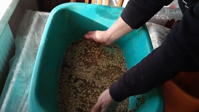ПРОРАЩИВАЮ ЯЧМЕНЬ И ПШЕНИЦУ для ДОМАШНЕЙ ПТИЦЫ
