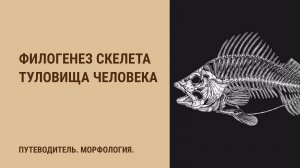 Филогенез скелета туловища человека.