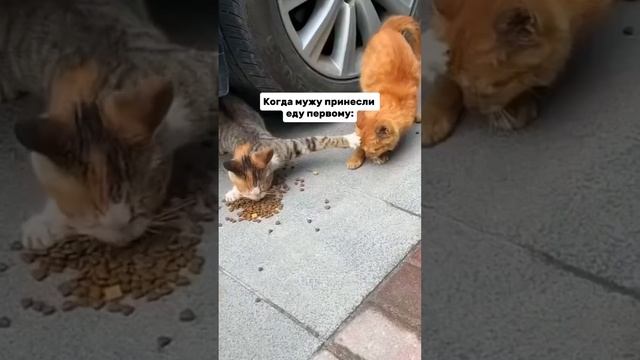 КОГДА МУЖУ ПРИНЕСЛИ ЕДУ ПЕРВОМУ??? смотреть онлайн