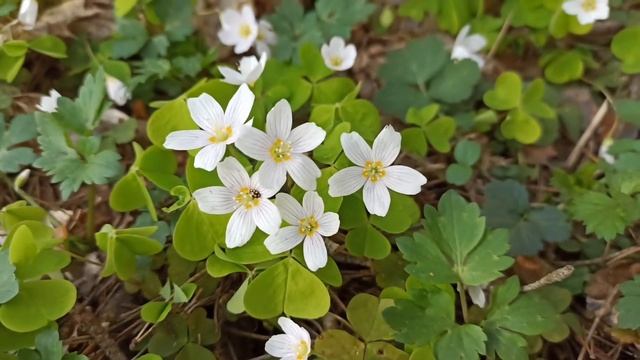 Кислица обыкновенная