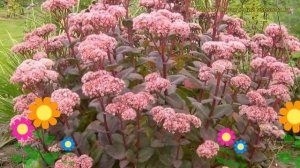 Очиток гибридный Матрона. Краткий обзор, описание характеристик sedum x hybrida Matrona