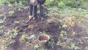 С одного посаженного ведра собрали 20 ведер картофеля раннего сорта "Мишка".