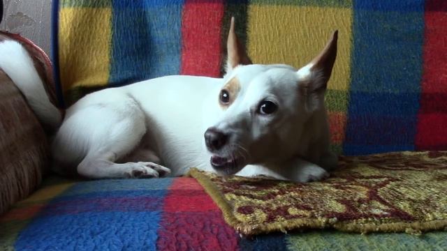 вокально-симфонический собака смотреть онлайн