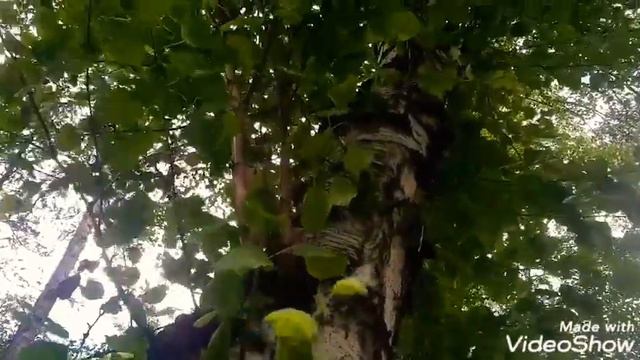 Прогулка в парке и пение птиц. Релакс. смотреть онлайн