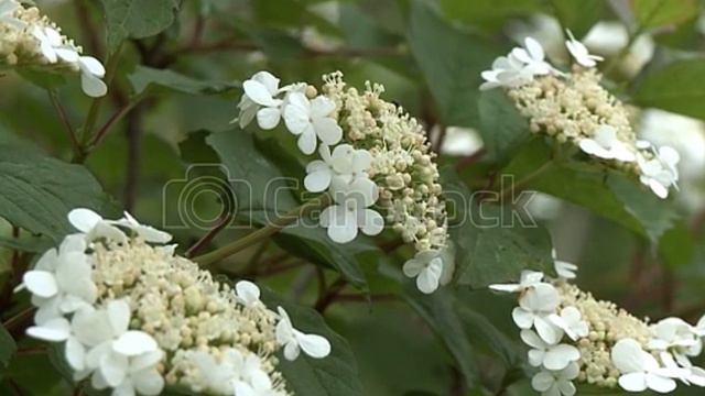 АХ, ПОЧЕМУ НЕЛЬЗЯ ЗАБЫТЬ, ЧТО БЫЛО