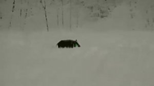 Охота на кабана с вышки