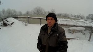 Три причины содержать гусей на даче.