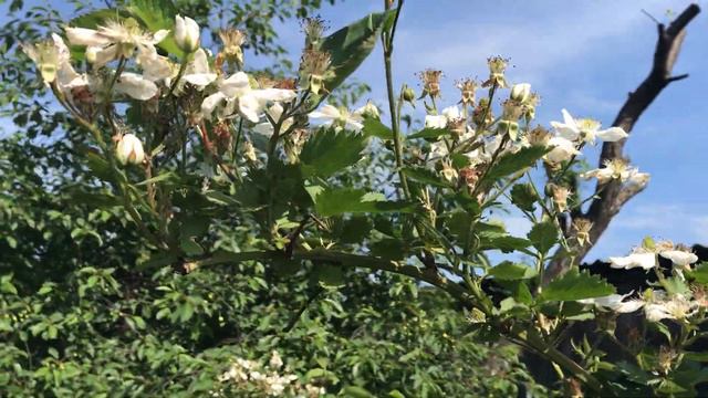 Бжезина в открытом грунте 09.06.20. Цветение. смотреть онлайн
