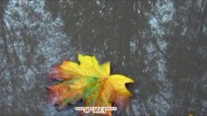 Бутырка Слезы осени