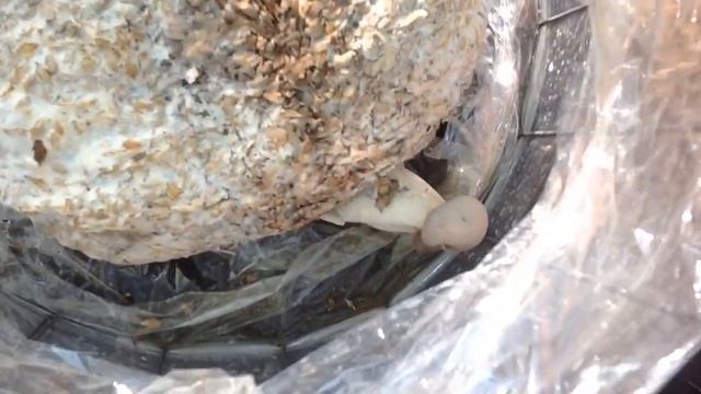 ВЕШЕНКА КОРОЛЕВСКАЯ. Первый УРОЖАЙ."ГАЛОПОМ по ОГОРОДУ" 27 июня. ГАЛОП 13. Royal oyster mushroom.