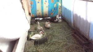 Как узнать,что индоутки занесутся/будут нести яйца.Яйцекладка Мускусных уток.