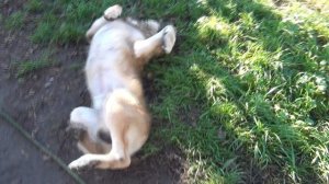 Собаки ЧИХАЮТ. Приколы с собаками