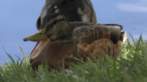 Толстая утка зевнула Видео ultra hd | The fat duck yawned Ultra HD