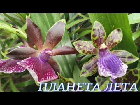 №890/ СВЕЖАЯ поставка ОРХИДЕЙ в ПЛАНЕТА ЛЕТА