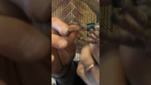 Как определить самка это или самец у голубей