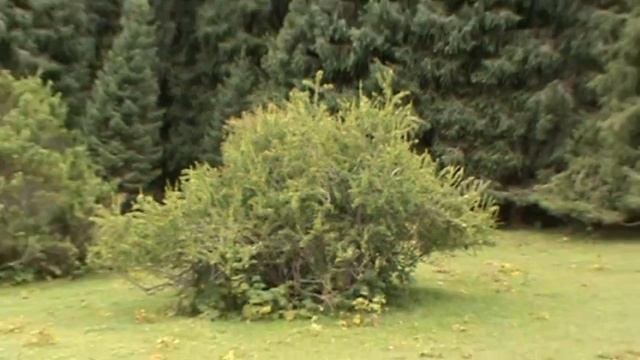 Джеты-Огузское ущелье ч 1. Киргизия смотреть онлайн