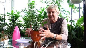 Купили комнатные растения. Как поливать цветы -  экспертиза Хитсад