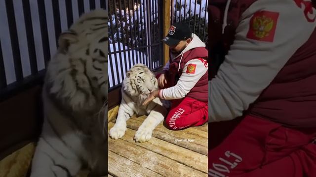 ВАЙТ | WHITE TIGER