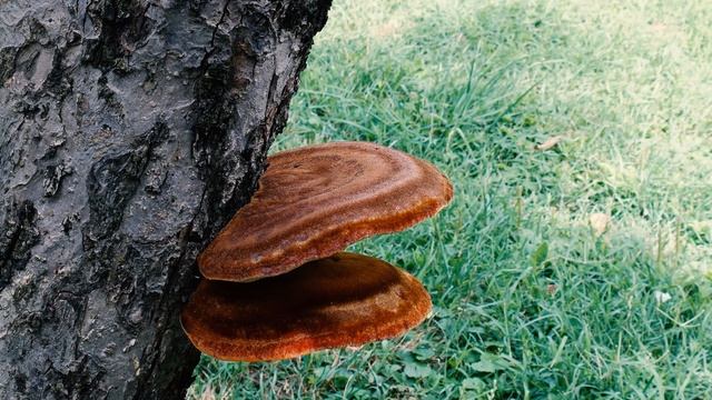 Almafa rozsdástapló (Inonotus hispidus) 4K 4096x1716 смотреть онлайн