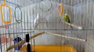 Парочка волнистых попугаев. Кормление. Домик для размножения.