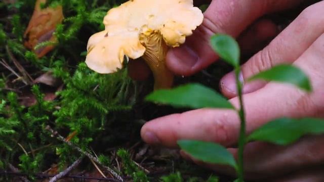 Охота на лисички! ВесЁлая поездка за грибами. #лисички #юмор #прикол #антонруснак смотреть онлайн